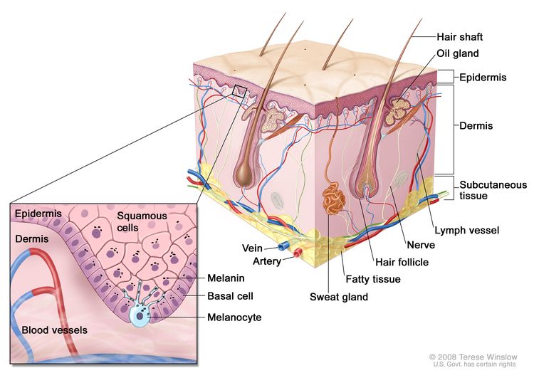 Anatomy of the skin with melanocytes; drawing shows normal skin anatomy, including the epidermis, dermis, hair follicles, sweat glands, hair shafts, veins, arteries, fatty tissue, nerves, lymph vessels, oil glands, and subcutaneous tissue. The pullout shows a close-up of the squamous cell and basal cell layers of the epidermis above the dermis with blood vessels. Melanin is shown in the cells. A melanocyte is shown in the layer of basal cells at the deepest part of the epidermis. Anatomy of the skin with melanocytes; drawing shows normal skin anatomy, including the epidermis, dermis, hair follicles, sweat glands, hair shafts, veins, arteries, fatty tissue, nerves, lymph vessels, oil glands, and subcutaneous tissue. The pullout shows a close-up of the squamous cell and basal cell layers of the epidermis above the dermis with blood vessels. Melanin is shown in the cells. A melanocyte is shown in the layer of basal cells at the deepest part of the epidermis.