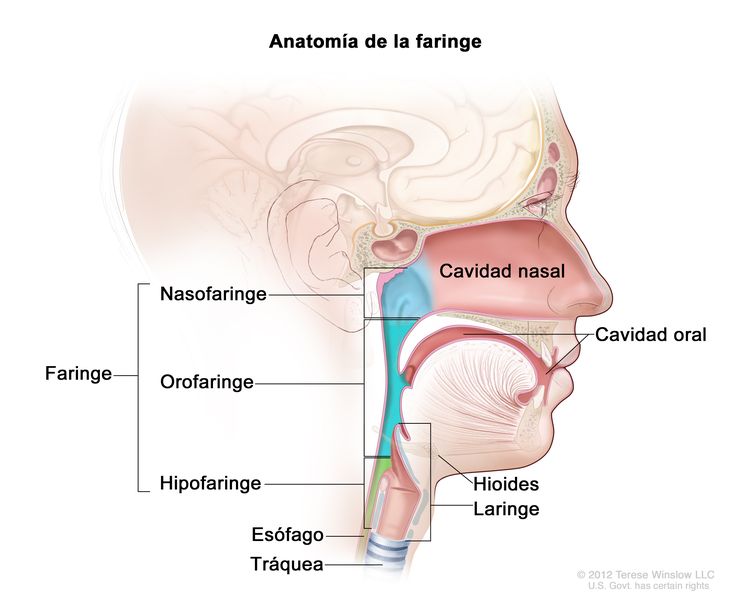 Anatomía de la faringe. En el dibujo se observan la nasofaringe, la orofaringe y la hipofaringe. También se muestran la cavidad nasal, la cavidad oral, el hioides, la laringe, el esófago y la tráquea.