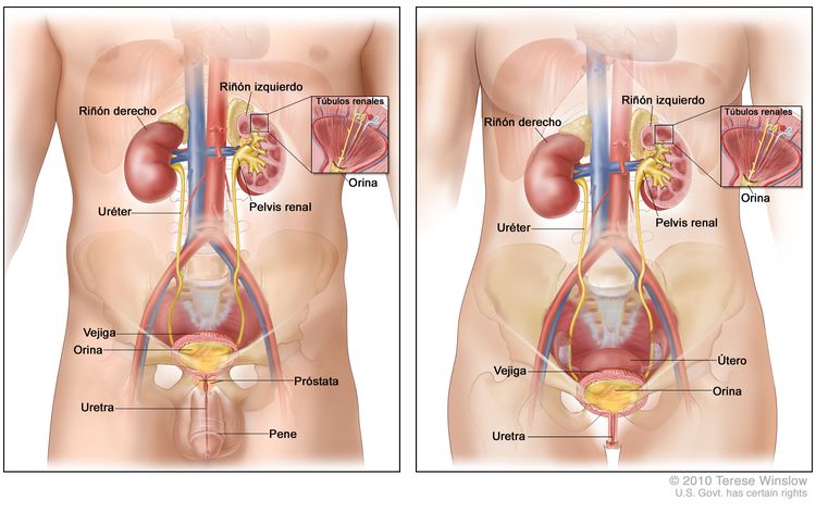 Anatomía del aparato urinario masculino (panel de la izquierda) y del aparato urinario femenino (panel de la derecha). En la imagen se muestran dos paneles en los que se observan los riñones derecho e izquierdo, los uréteres, la vejiga llena de orina y la uretra. En el interior del riñón izquierdo se observa la pelvis renal. En los recuadros se muestran los túbulos renales y la orina. También se muestra la próstata y el pene (panel de la izquierda), y el útero (panel de la derecha). Anatomía del aparato urinario masculino (panel de la izquierda) y del aparato urinario femenino (panel de la derecha). En la imagen se muestran dos paneles en los que se observan los riñones derecho e izquierdo, los uréteres, la vejiga llena de orina y la uretra. En el interior del riñón izquierdo se observa la pelvis renal. En los recuadros se muestran los túbulos renales y la orina. También se muestra la próstata y el pene (panel de la izquierda), y el útero (panel de la derecha).